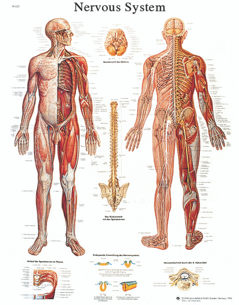 Anatomical Charts