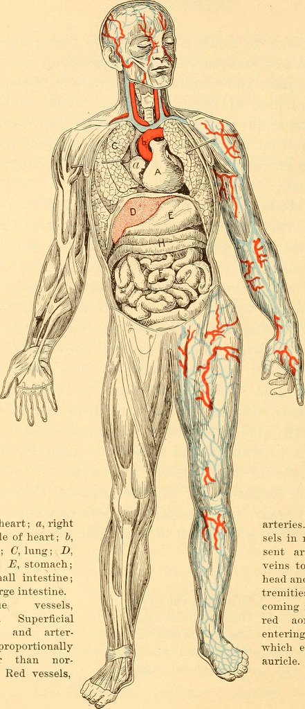 Anatomy and Physiology